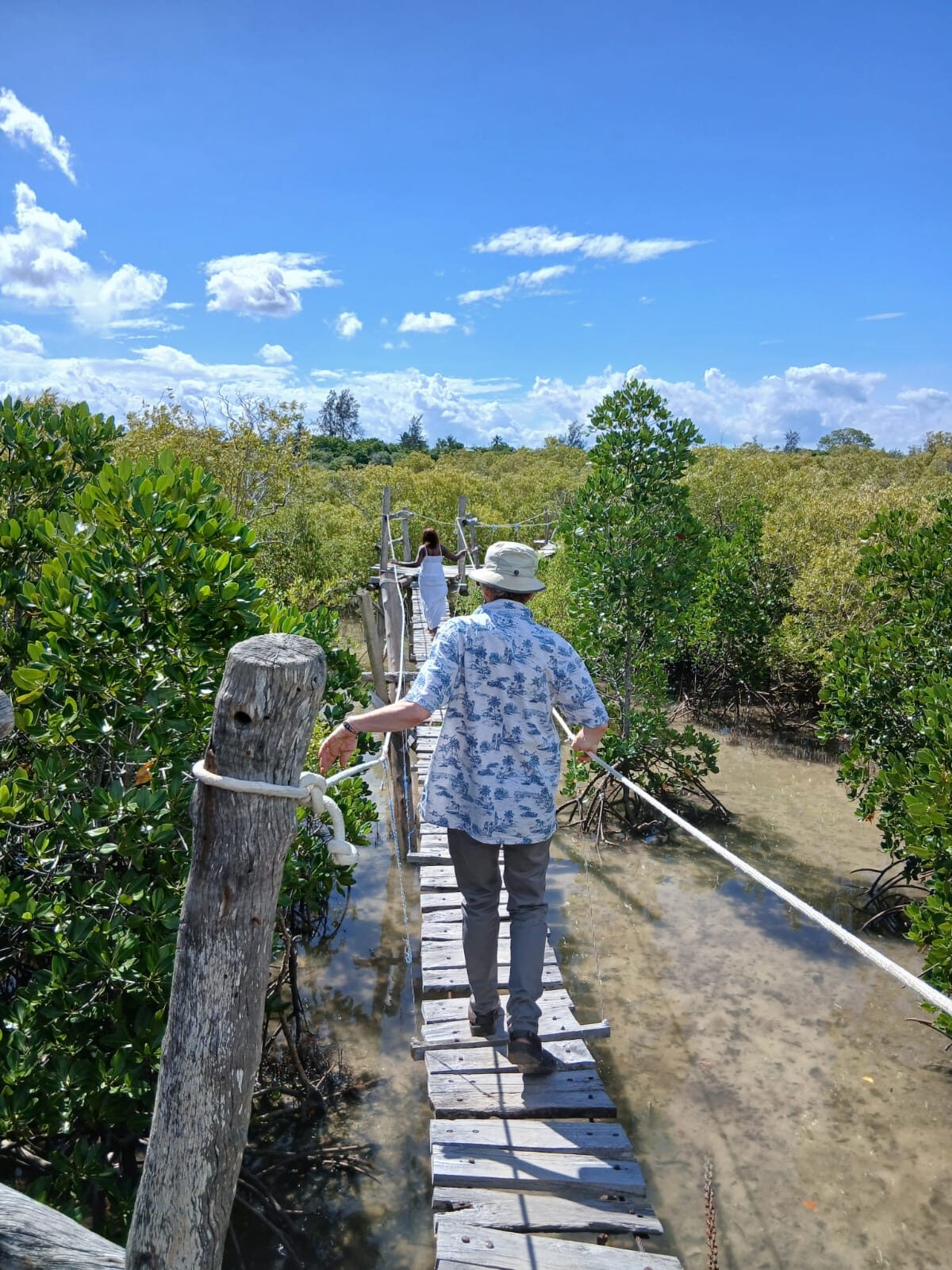 Boardwalk through the Mida Creek mangrove forest