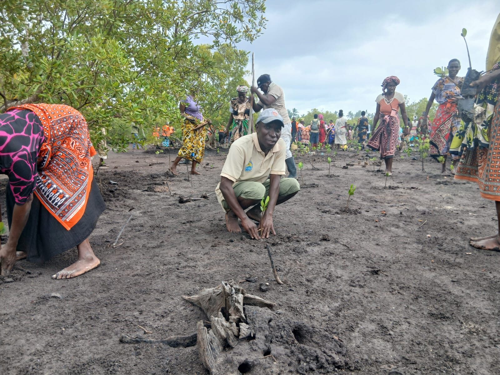 Community members planting mangrove seedlings